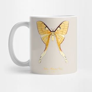 Moth - Malaysian Moon Moth, Actias Maenas Leto female 4 Mug